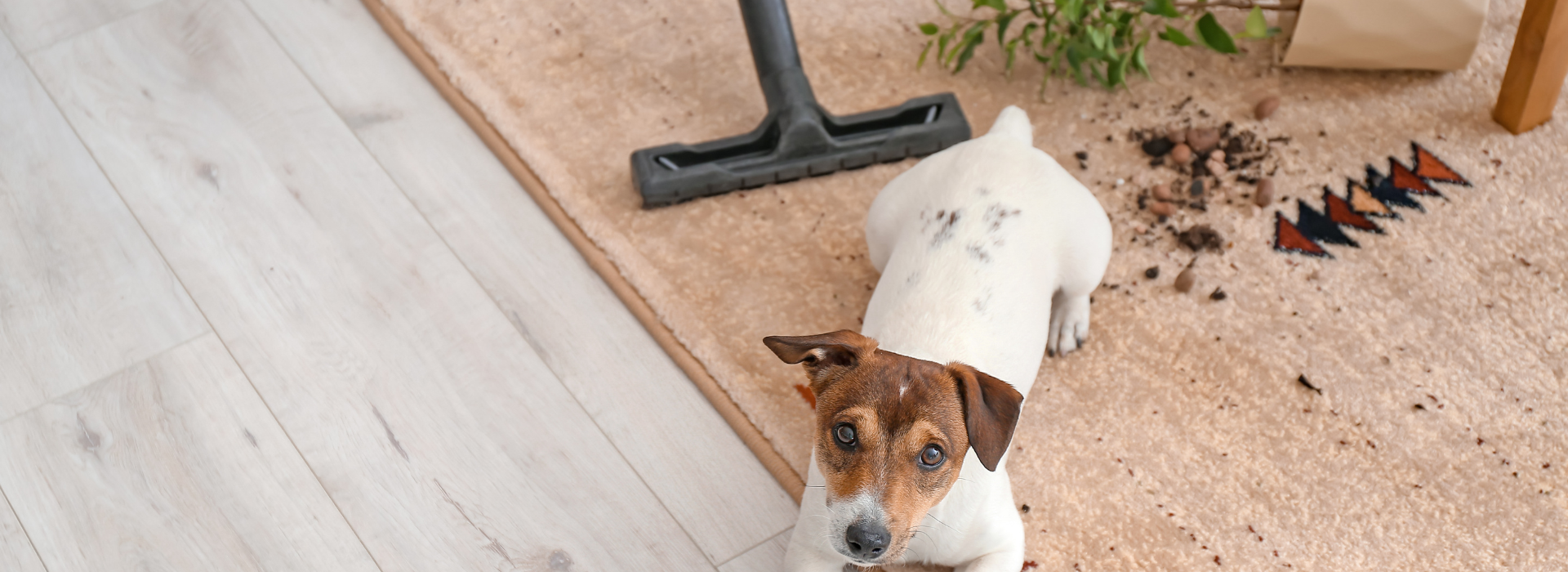 Mantenimiento de alfombras: ¿Cómo tenerlas siempre limpias?